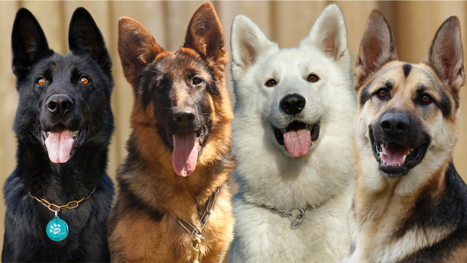 4 breed of german shepherd - types of german shepherds