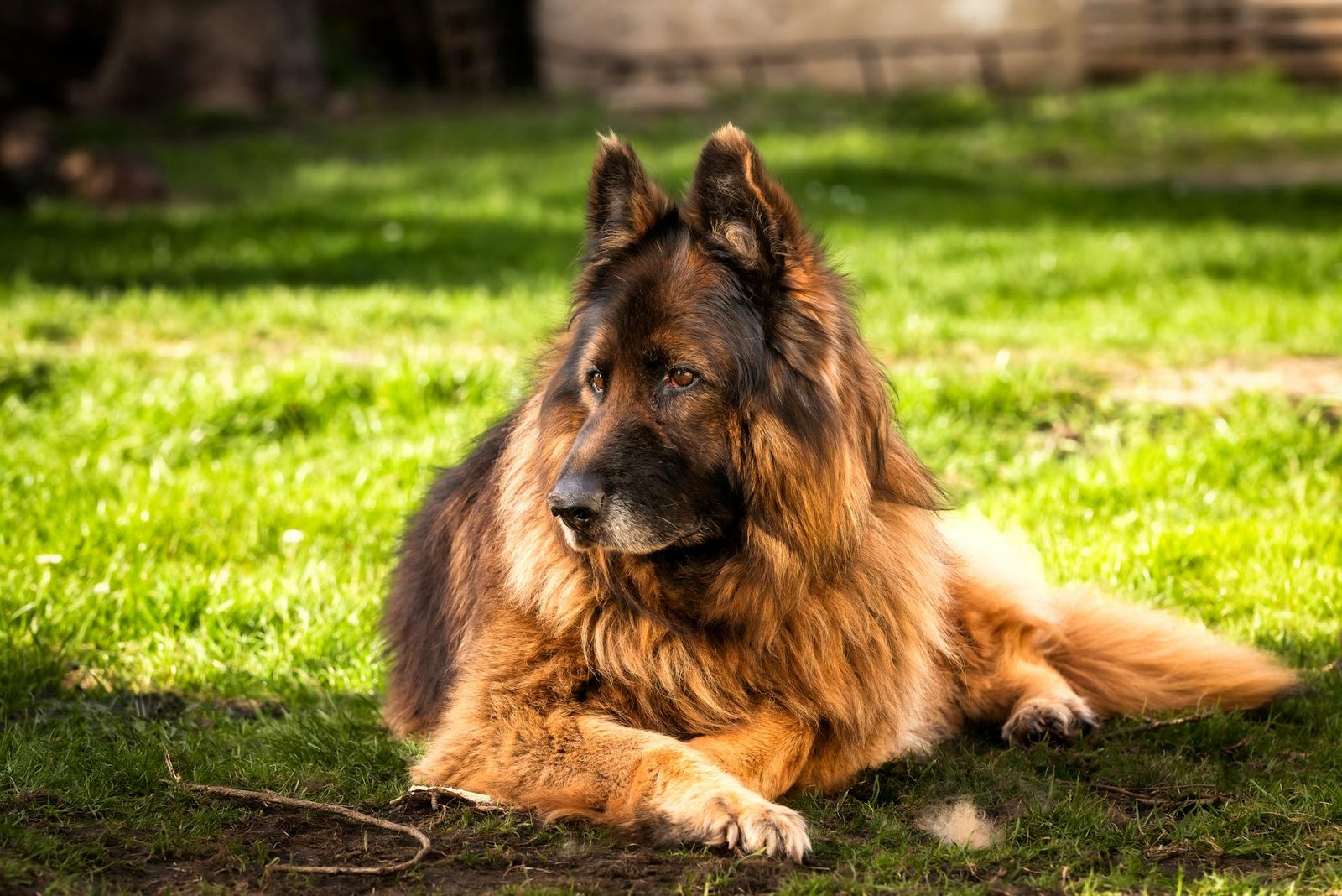 A german shepherd dog - german shepherd