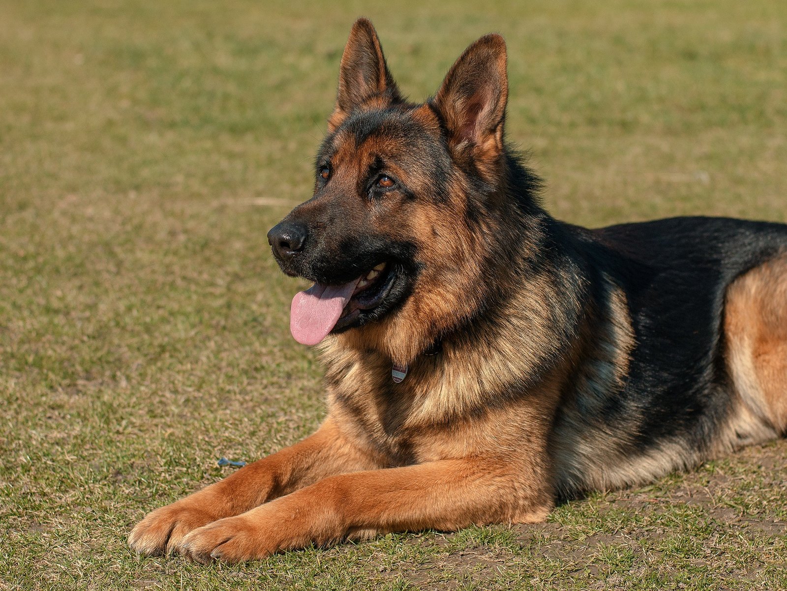 a german shepherd sitting - german shepherds