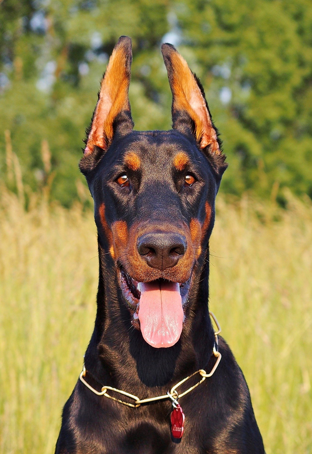 doerman dog - german shepherd vs