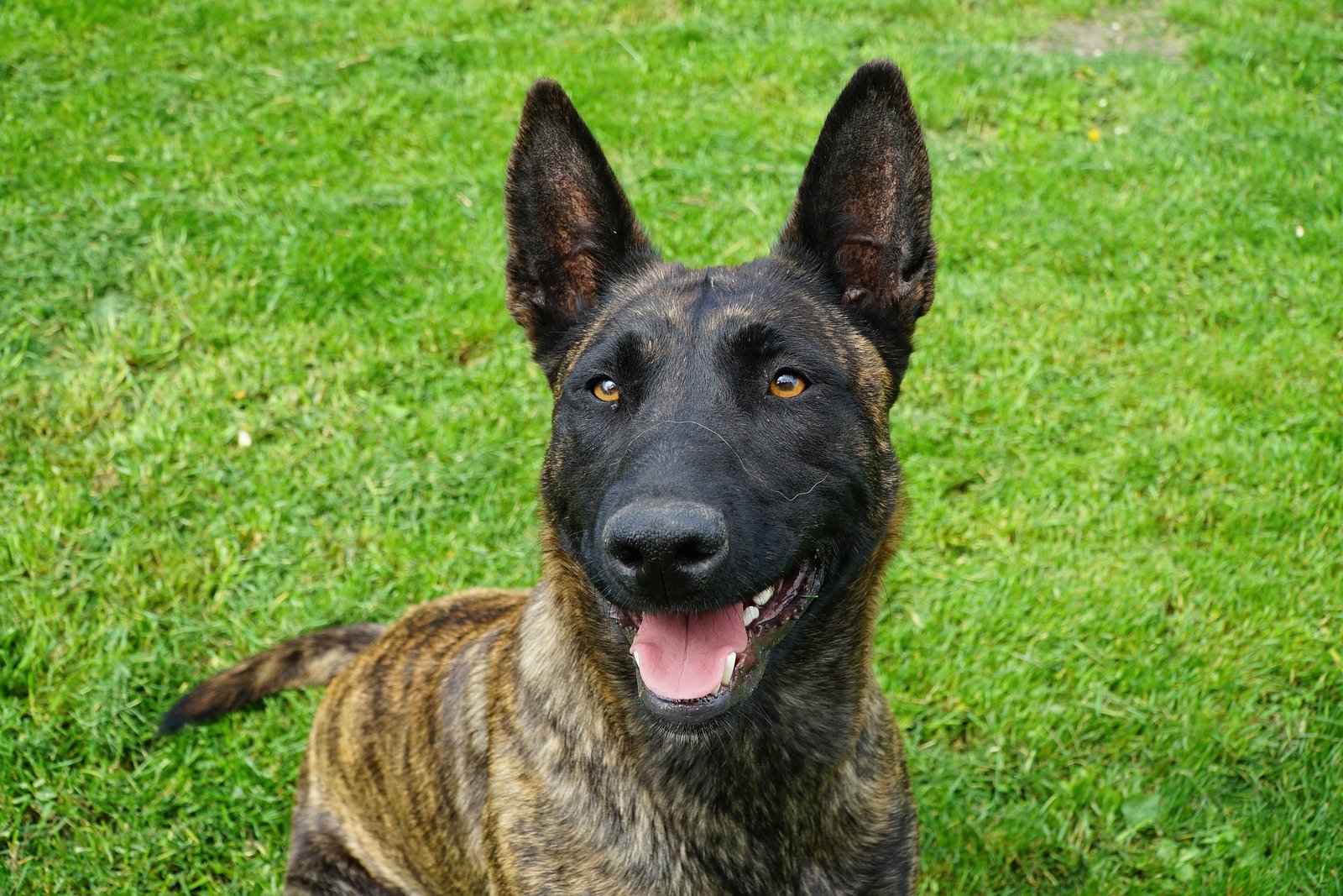 a dutch shepherd in a park - dutch shepherd vs german shepherd