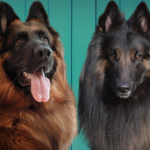 german shepherd and belgian shepherd - belgian shepherd vs german shepherd