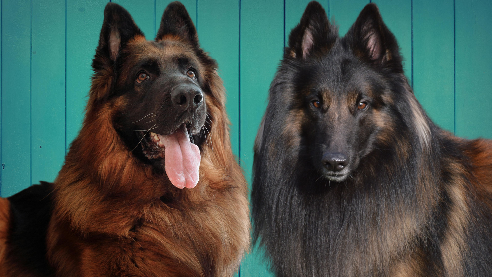 german shepherd and belgian shepherd - belgian shepherd vs german shepherd