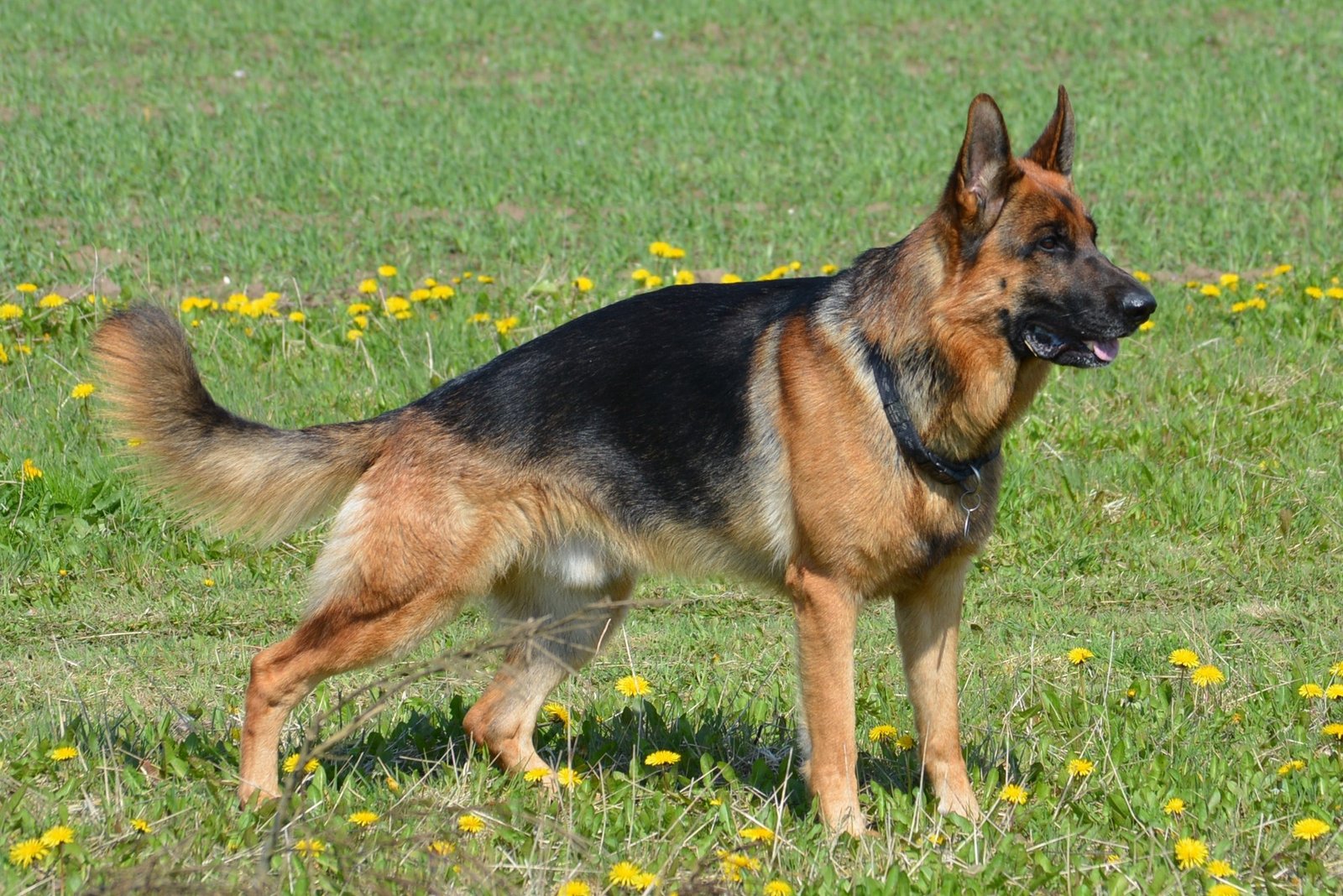 german shepherd in a field - types of german shepherds