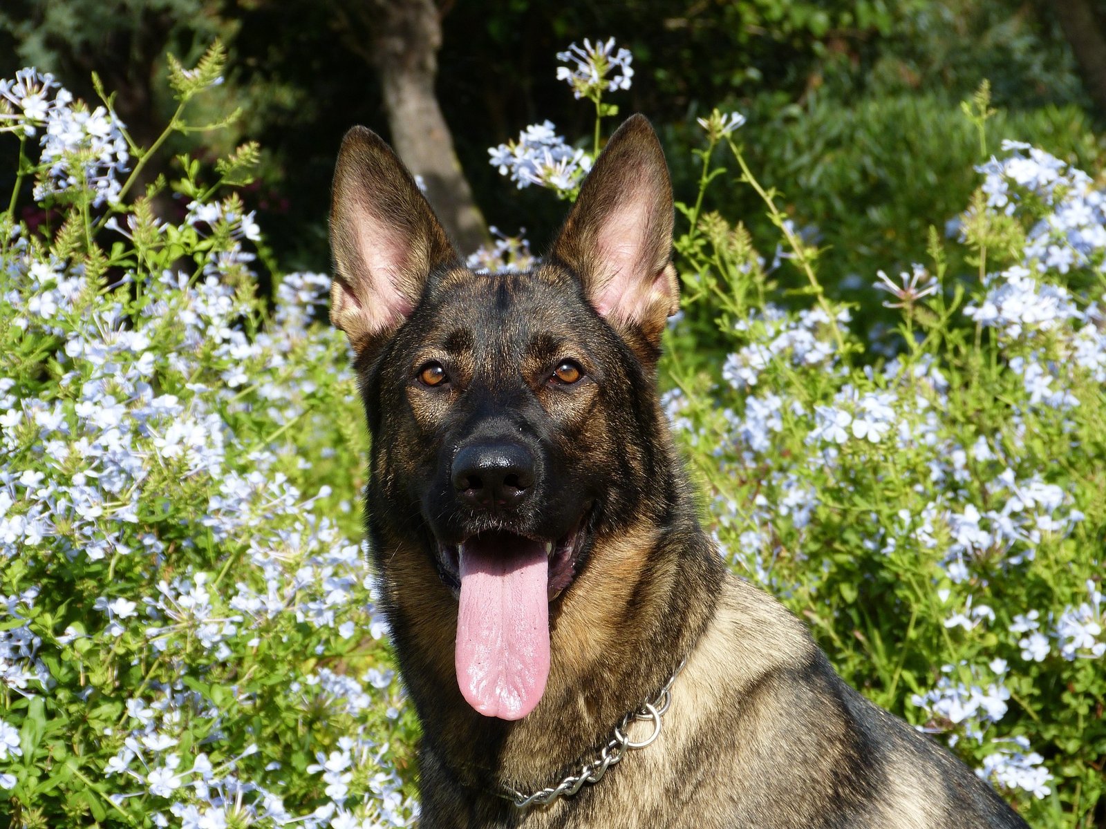 german shepherd in a field - types of german shepherds