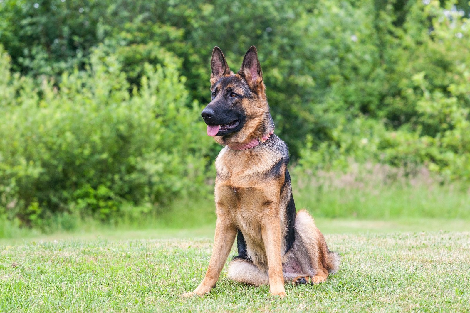 german shepherd in a field - types of german shepherds