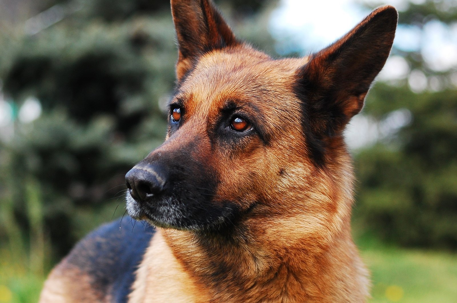 german shepherd in a field - types of german shepherds