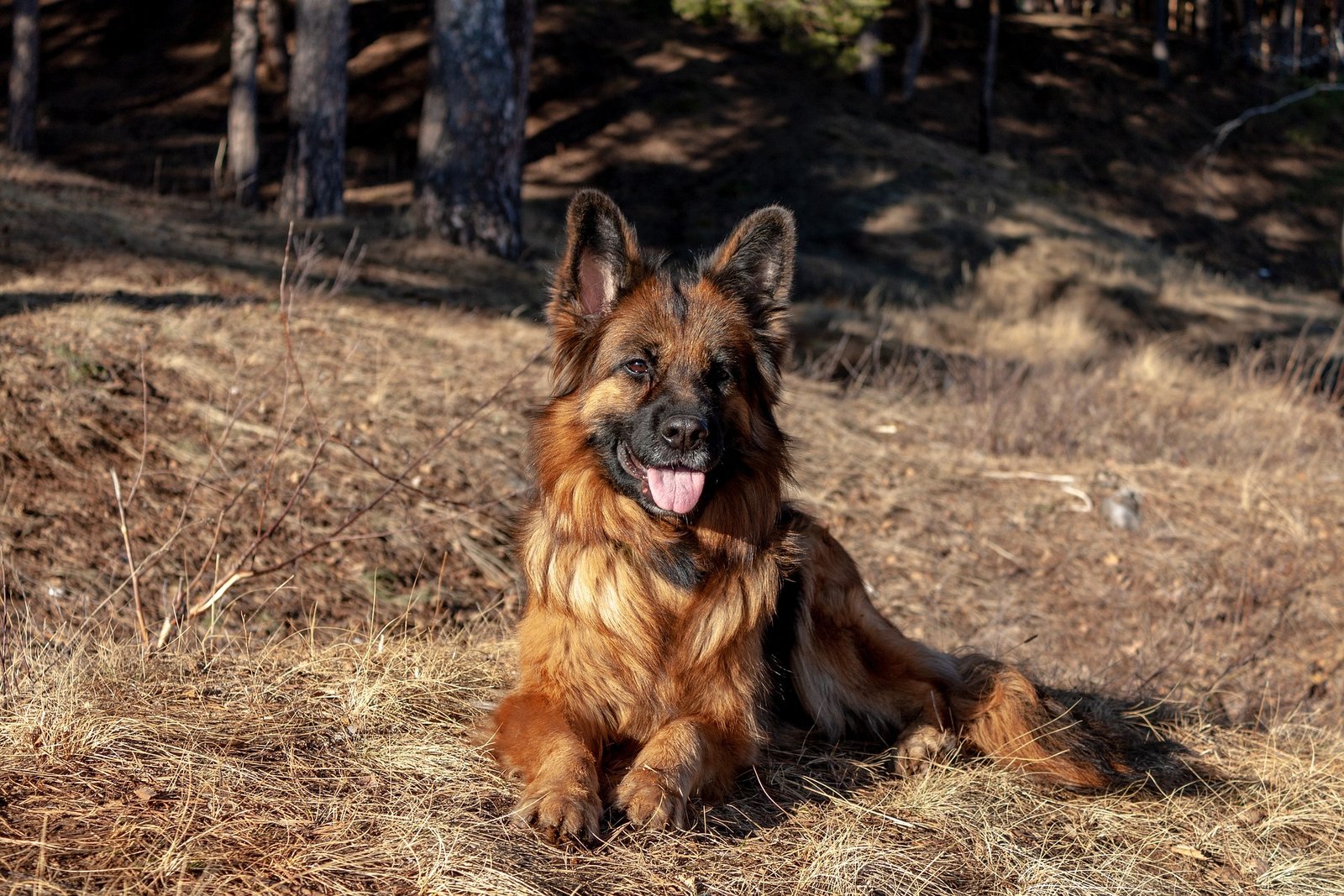 german shepherd in a field - types of german shepherds