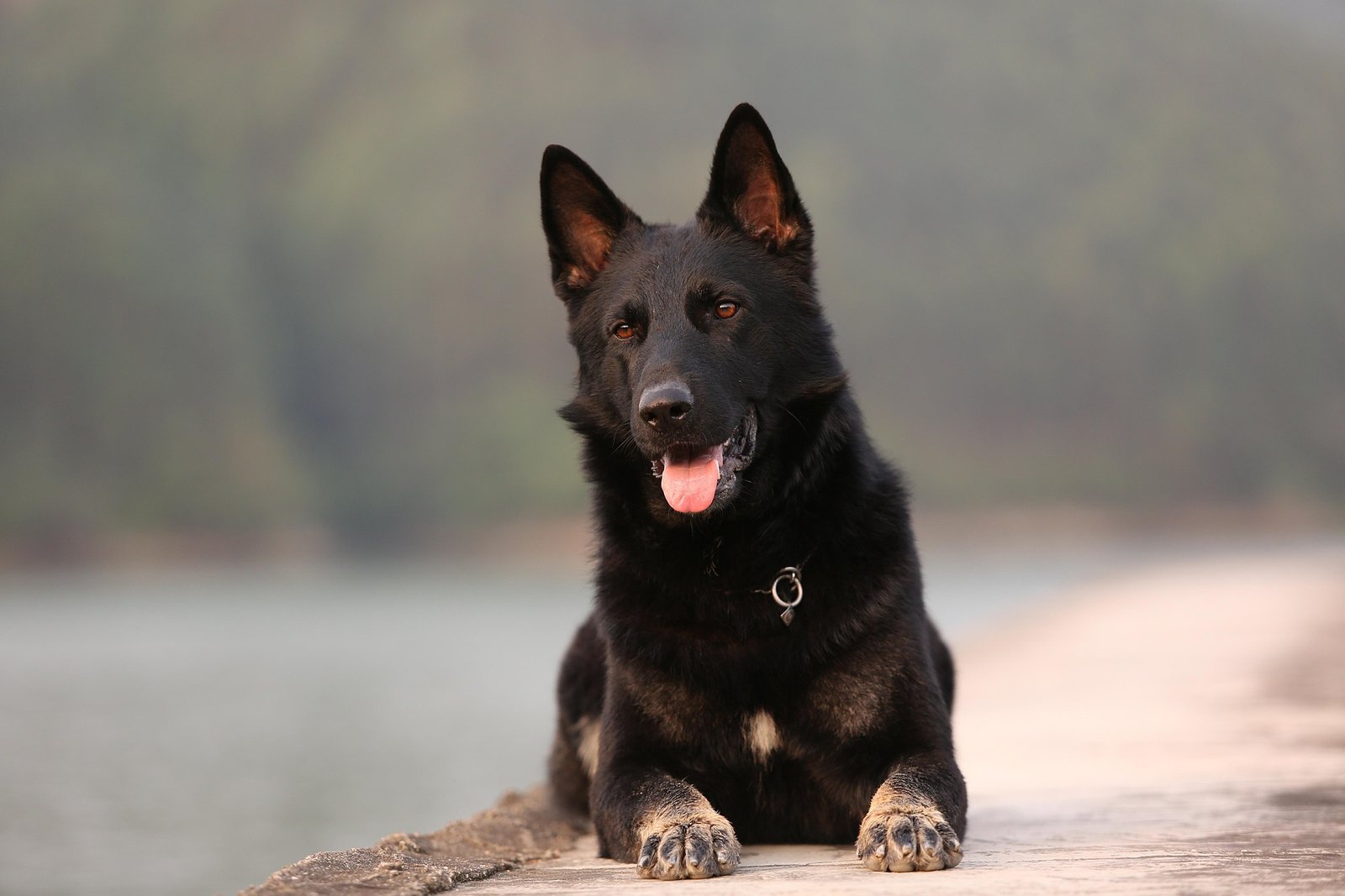 german shepherd in a field - types of german shepherds