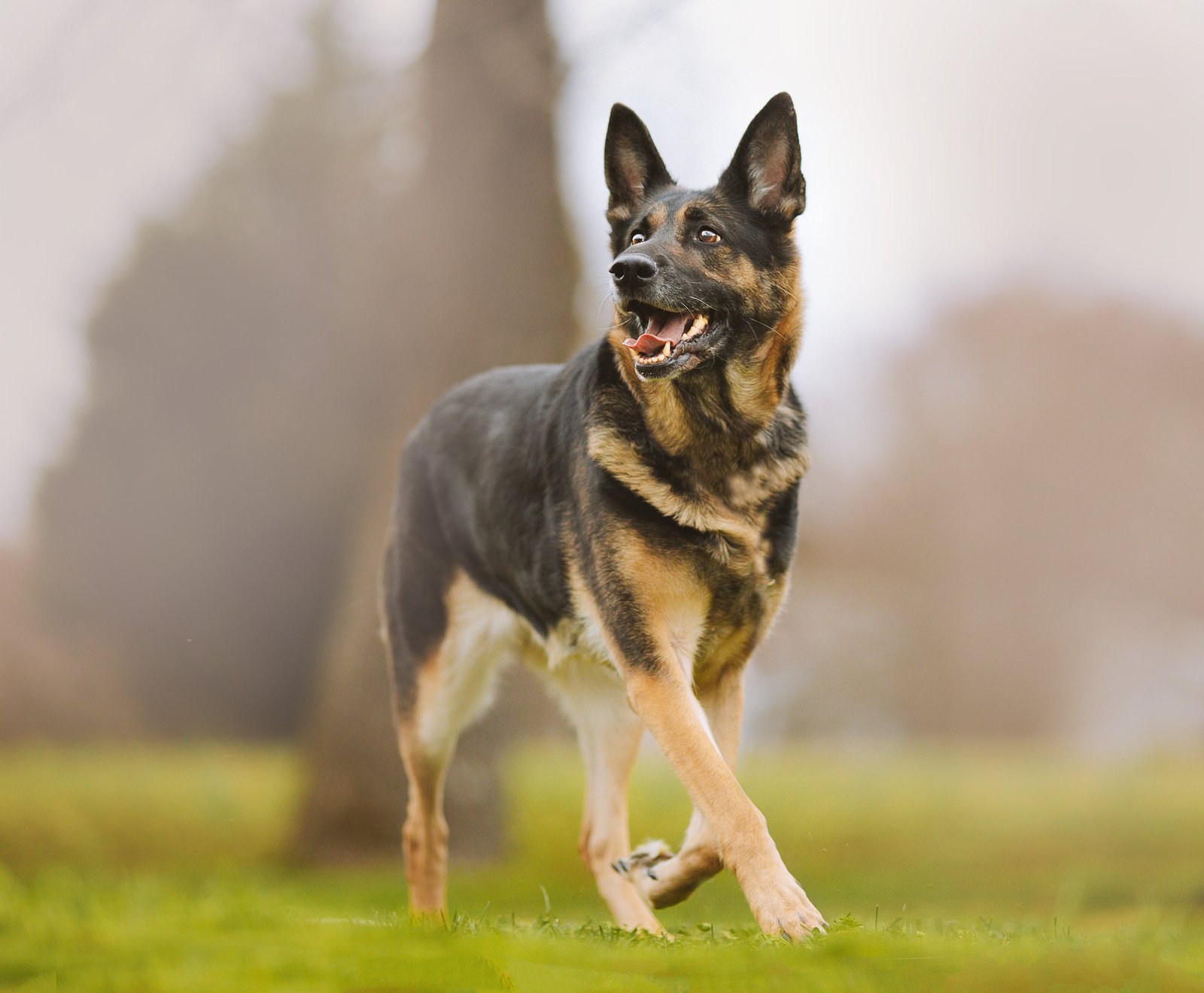 german shepherd in a field - types of german shepherds