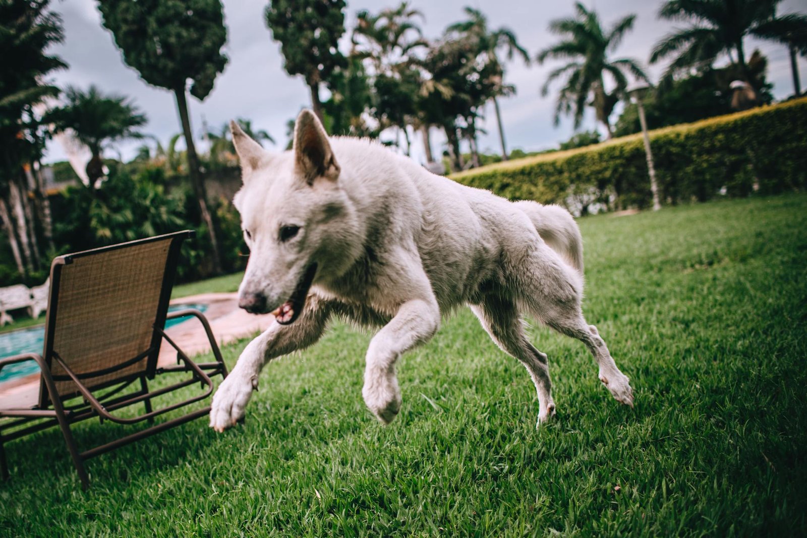 german shepherd in a field - types of german shepherds