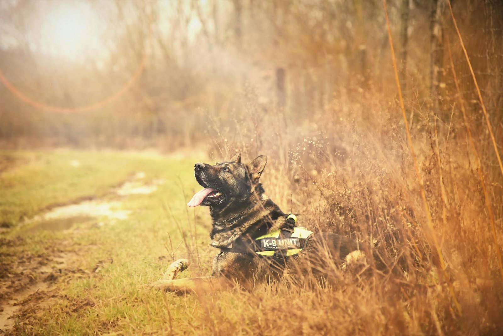 german shepherd in a field - types of german shepherds