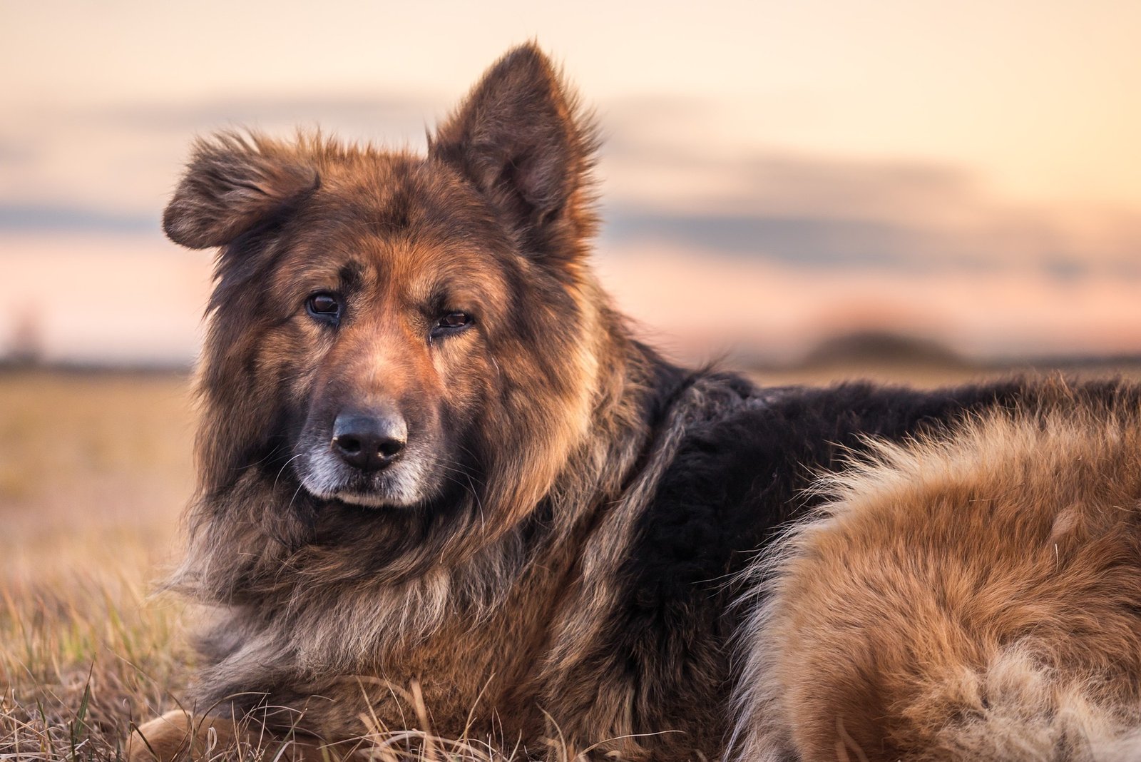 german shepherd sitting - german shepherd