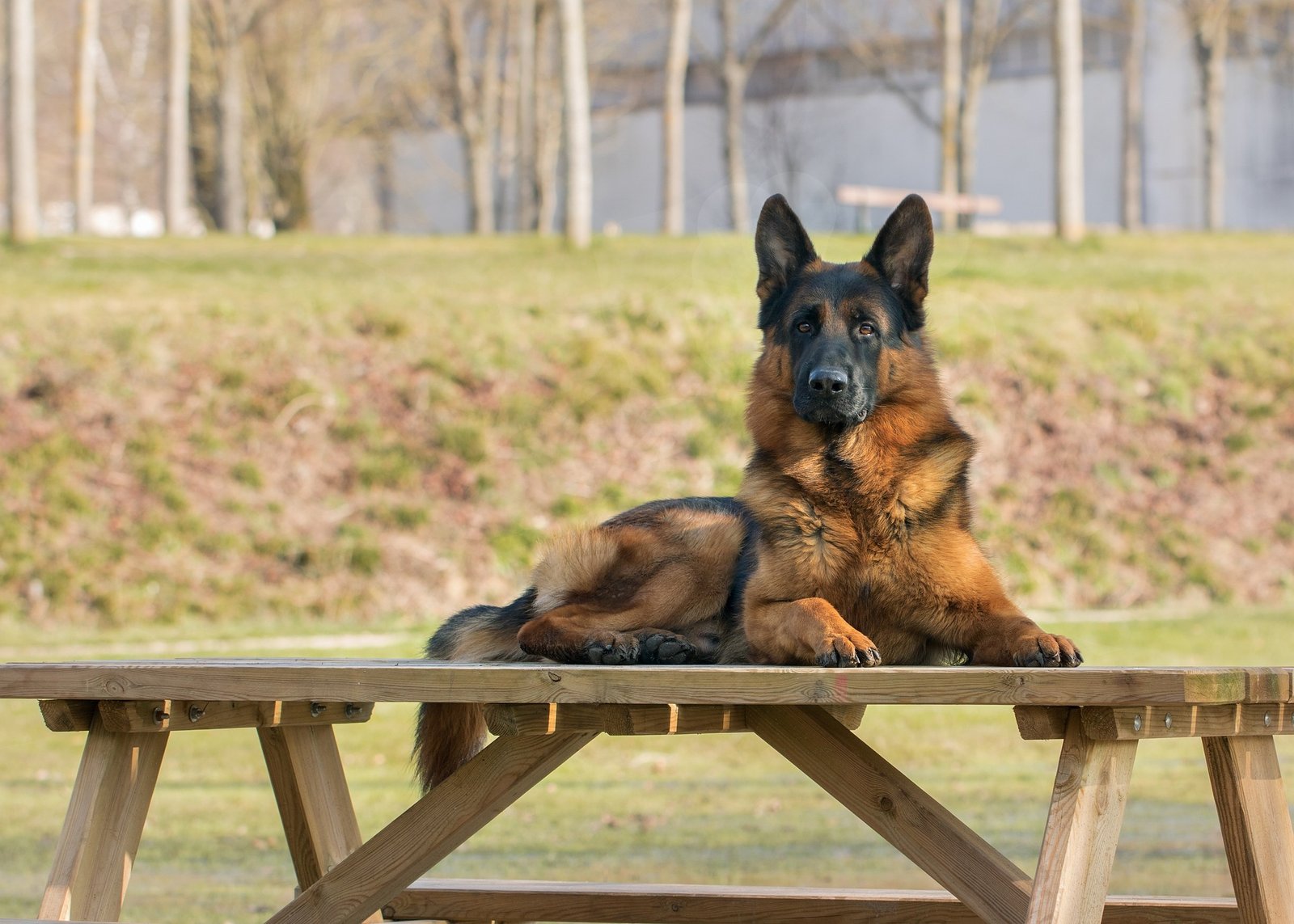 a german shepherd sitting on a wooden table - german shepherd