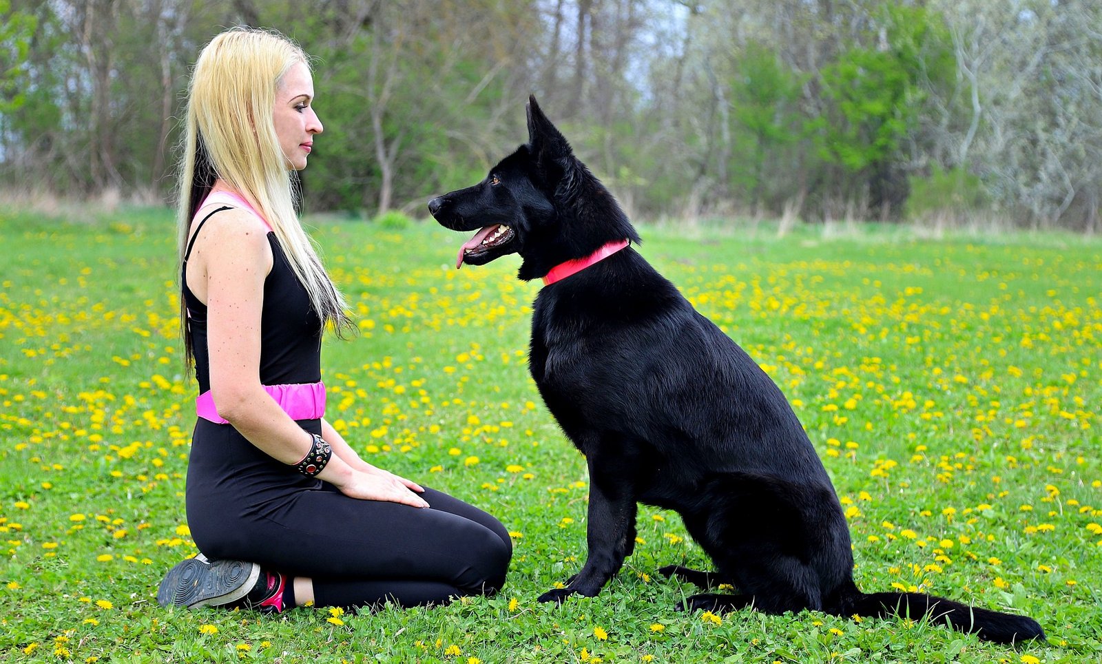 german shepherd with a trainer - german shepherd