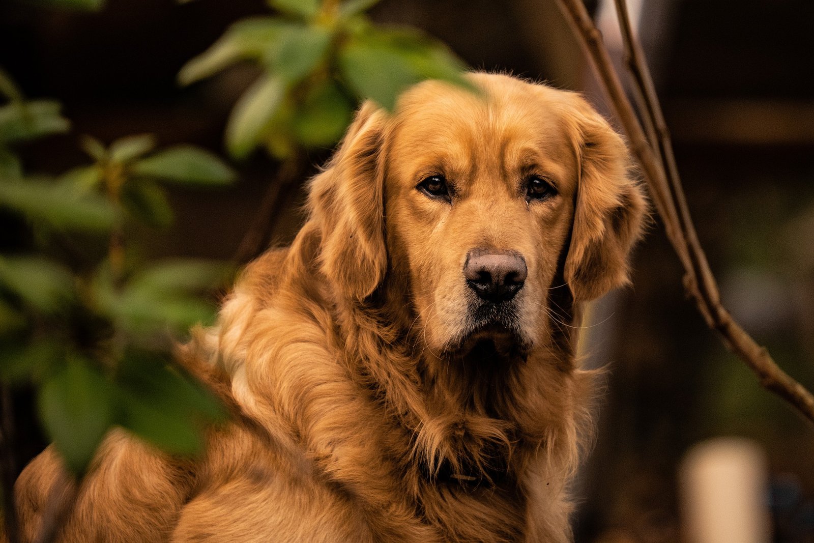 golden retriever dog - german shepherd vs