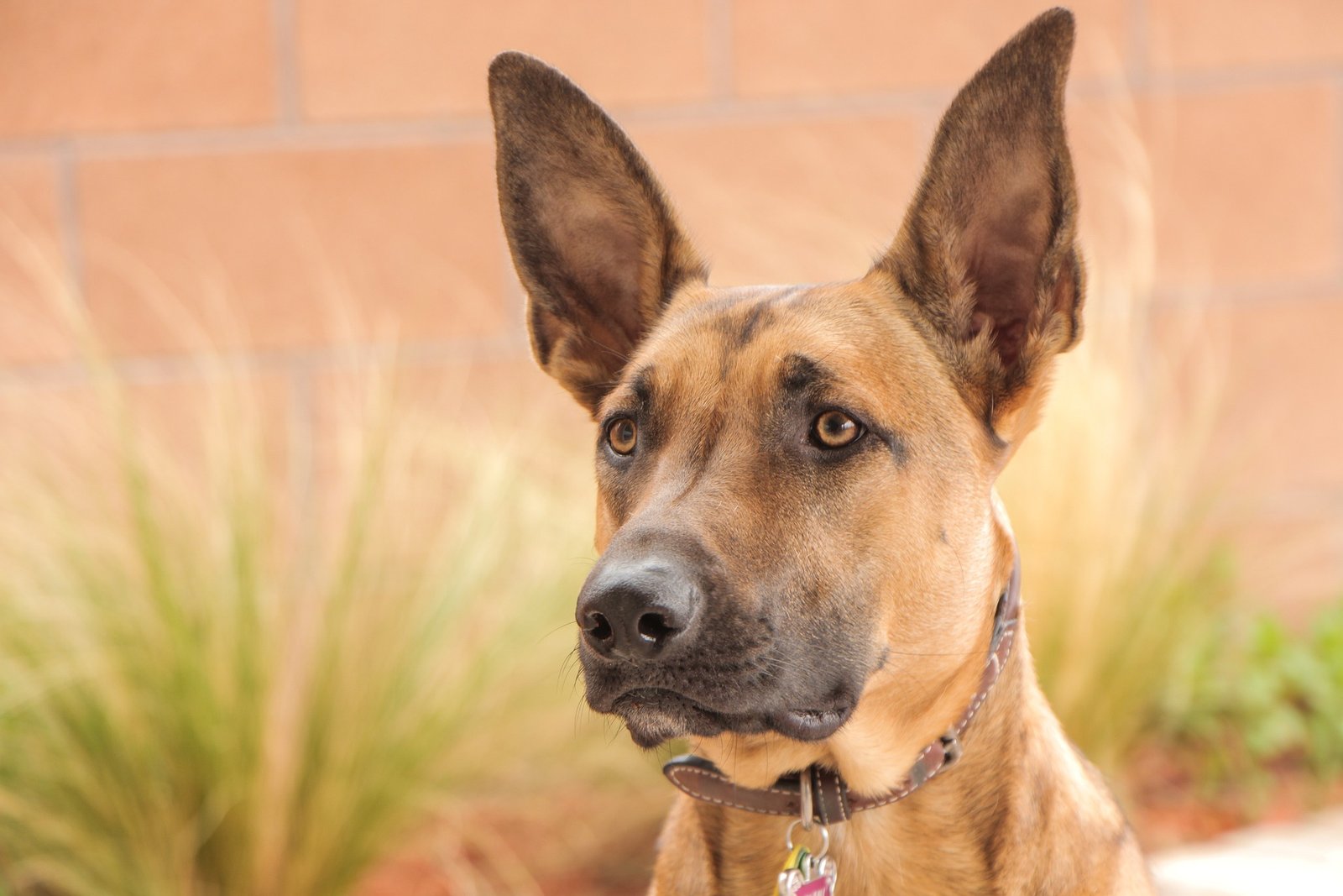 malinois dog - german shepherd vs