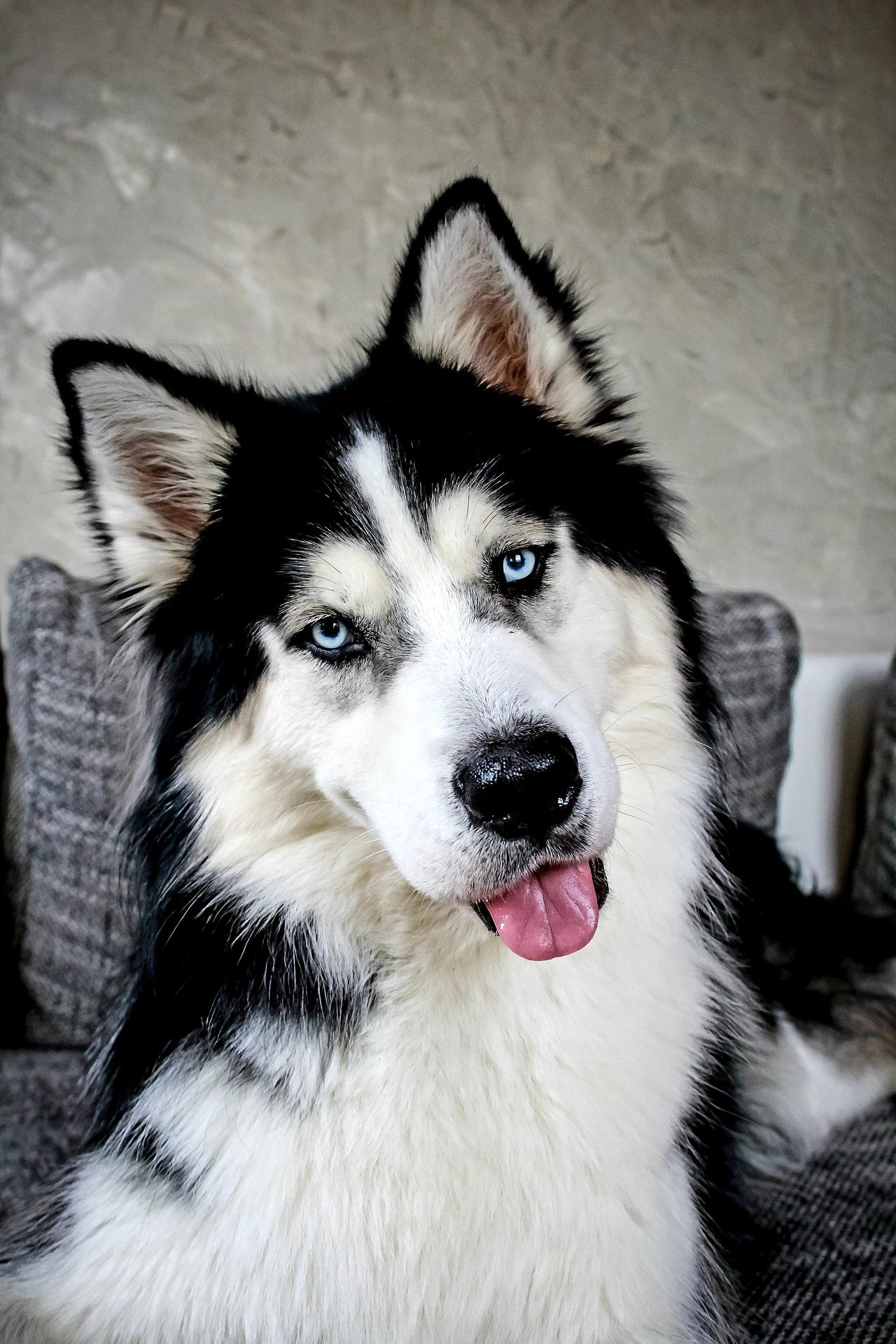 siberian husky - german shepherd vs