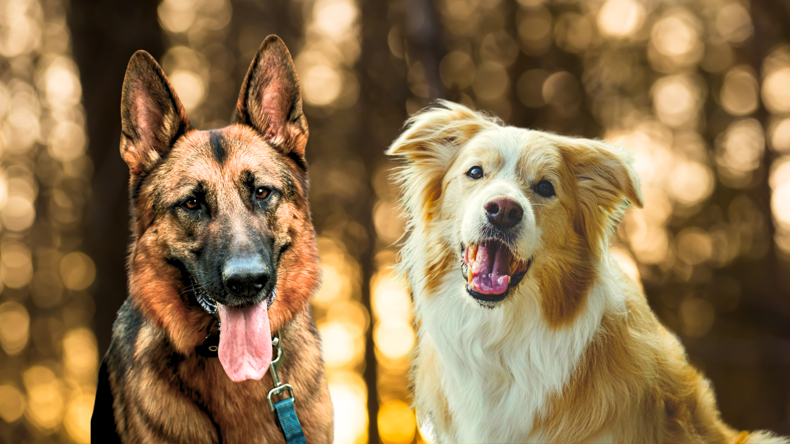 Australian Shepherd and German Shepherd-Australian Shepherd vs German Shepherd