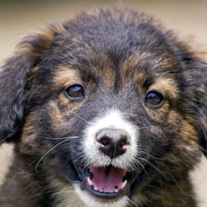 Australian Shepherd cub-Australian Shepherd vs German Shepherd