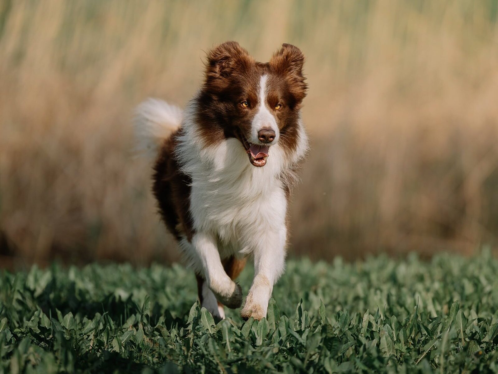 Australian Shepherd running-Australian Shepherd vs German Shepherd