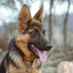 Dog sitting- Australian Shepherd vs German Shepherd