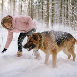 German Shepherd in snow- German Shepherd vs Husky