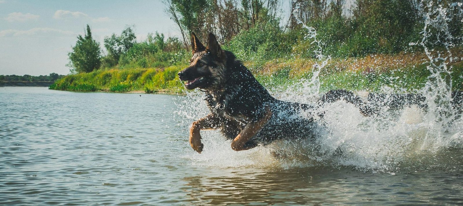 German Shepherd in water- German Shepherd vs Husky