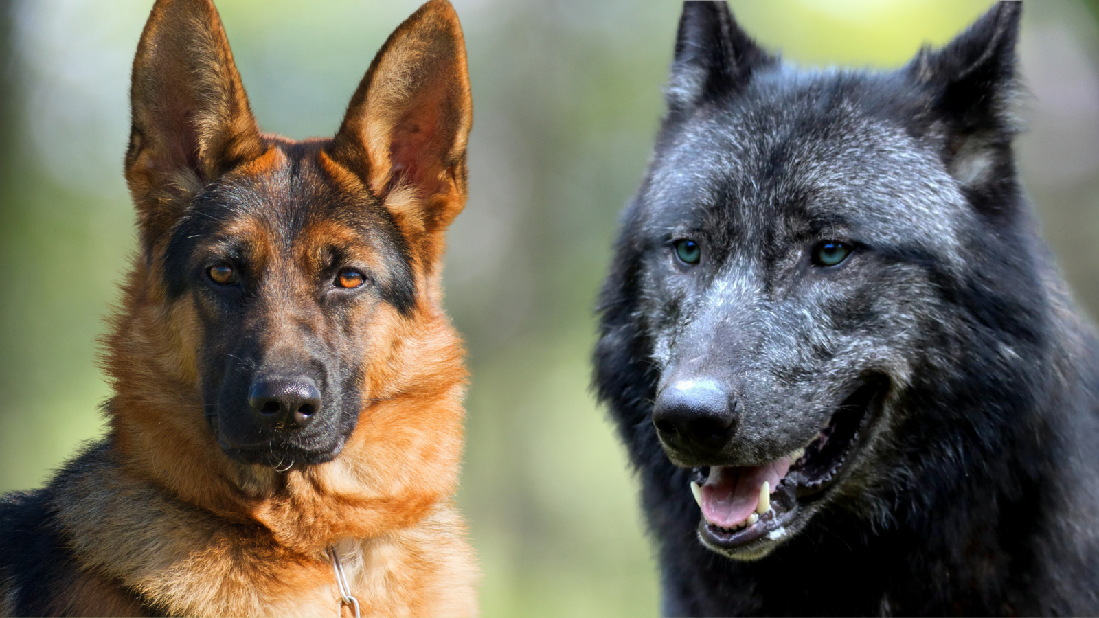 German and Blue Bay Shepherd- Blue Bay Shepherd vs German Shepherd