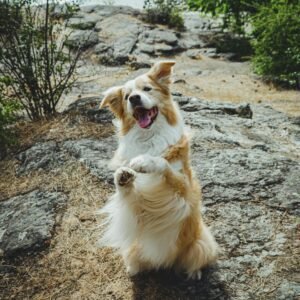 Happy Australian Shepherd- Australian Shepherd vs German Shepherd