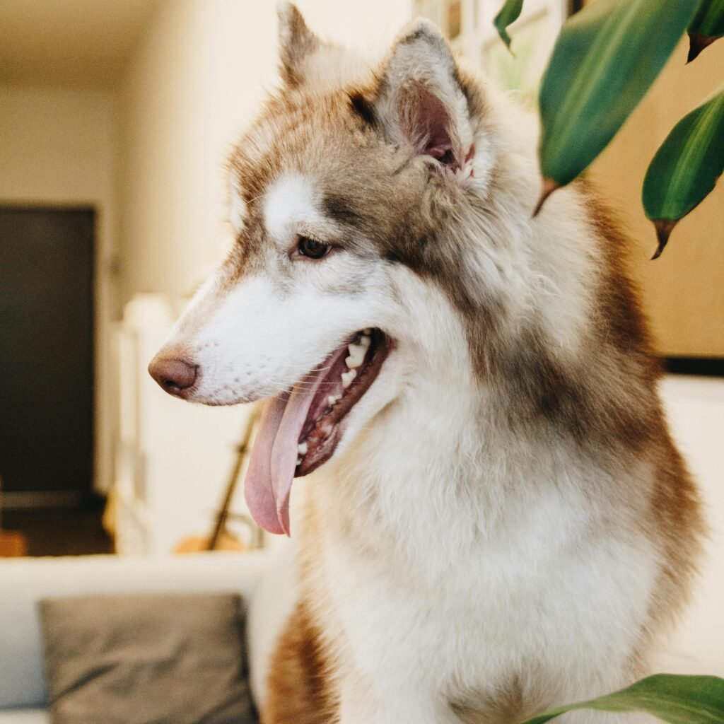 Happy Husky- German Shepherd vs Husky