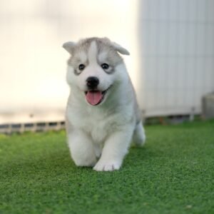 Husky cub- German Shepherd vs Husky