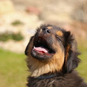 Shepherd puppy-German Shepherd bs Husky