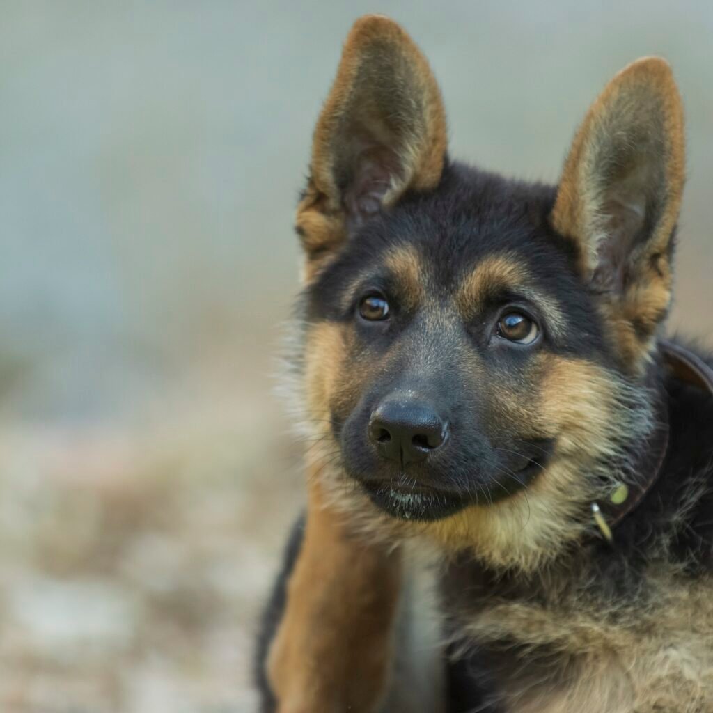 a German shepherd pup-German Shepherd vs Husky