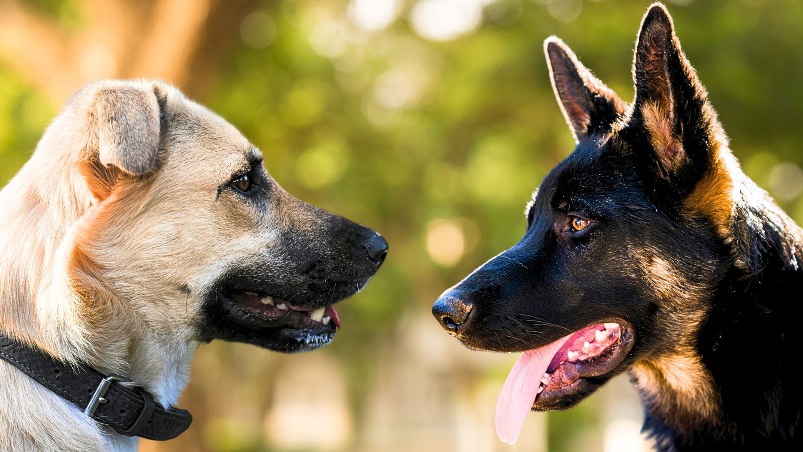 anatolian shepherd and a german shepherd - anatolian shepherd vs german shepherd