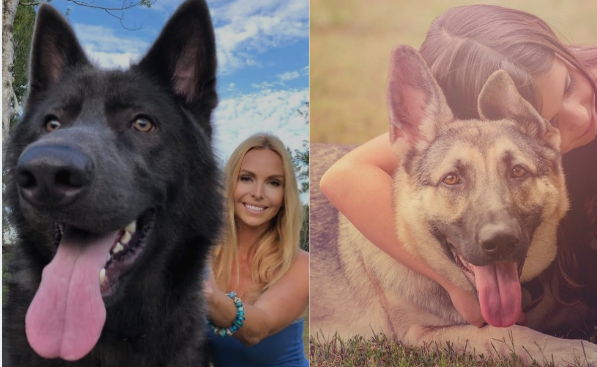 german shepherds running in a field - Blue Bay Shepherd vs German Shepherd