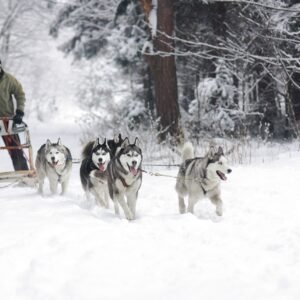 Husky Sleigh- German Shepherd vs Husky