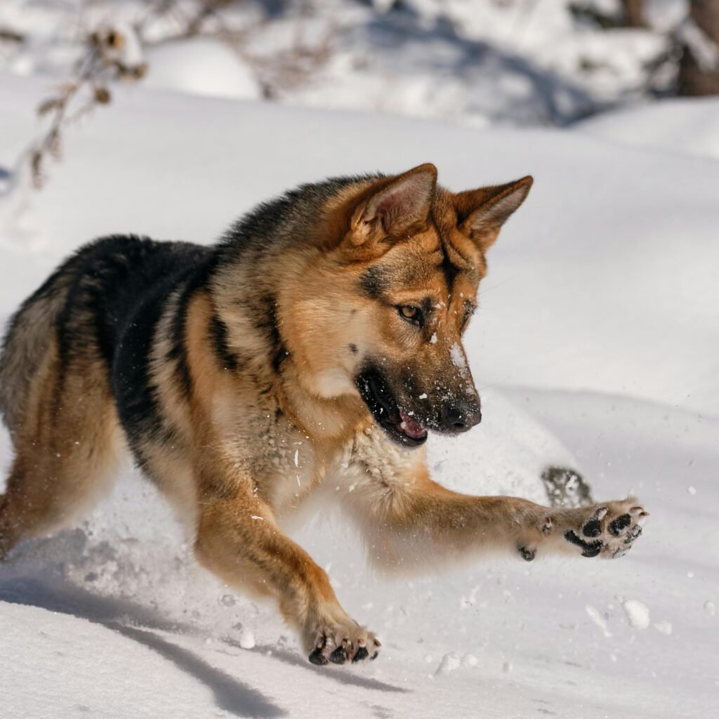 German Shepherd in snow - Blue Bay Shepherd vs German Shepherd