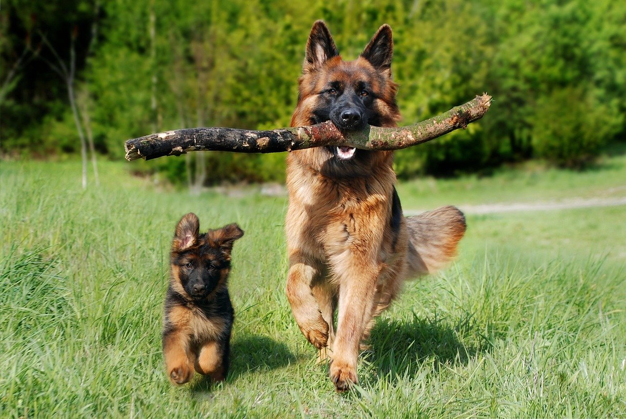 German Shepherd playing- Shiloh Shepherd vs German shepherd